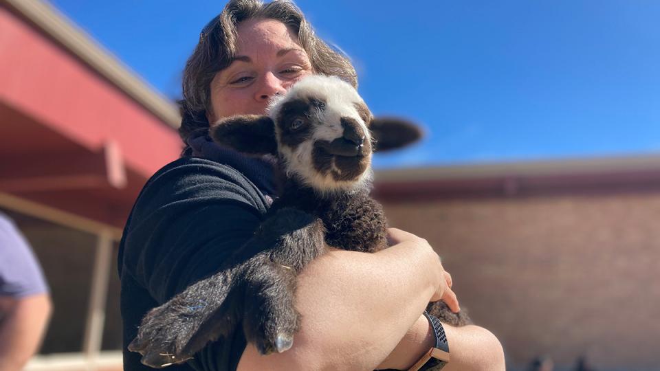 person holding baby lamb