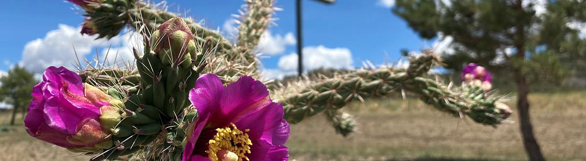 blooming cactus with PCC Southwest sign in background