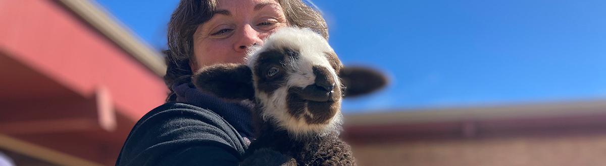 person holding baby lamb